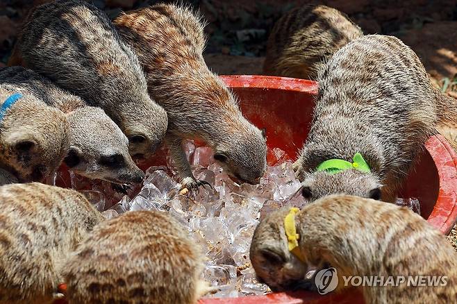 시원하게 특식 먹는 미어캣 (서울=연합뉴스) 신현우 기자 = 전국 대부분 지역에 폭염 특보가 발효된 10일 서울 광진구 어린이대공원 동물원에서 미어캣들이 얼음에 넣은 밀웜을 먹고 있다. 2025.7.10 nowwego@yna.co.kr