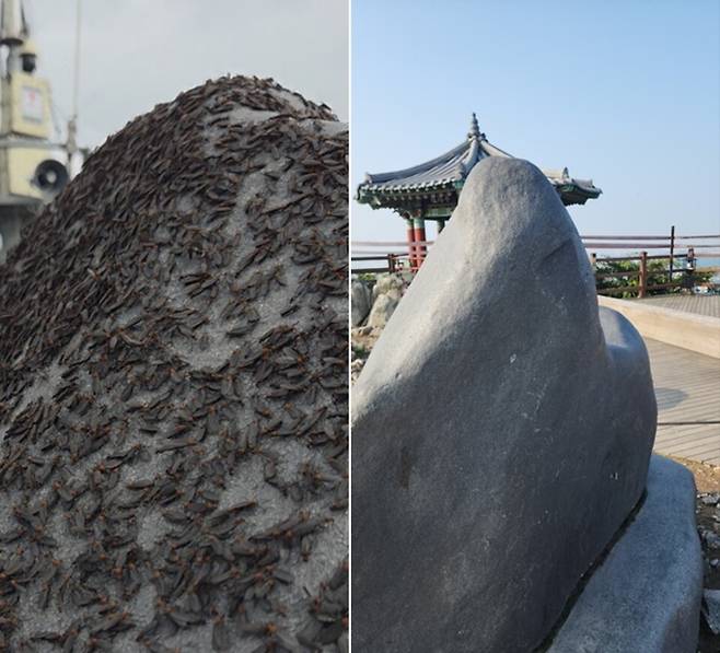 ▲ 인천 계양산 러브버그 현장 수습 전(왼쪽), 수습 후. /사진제공=환경부