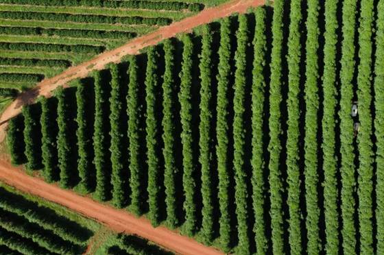 브라질 커피 농장. 〈사진=로이터〉