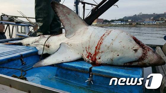 수년 전 경북 영덕 강구 일대 해상에 나타난 백상아리.(뉴스1 DB)ⓒ News1 최창호 기자