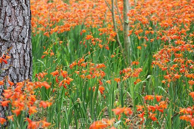 섬 크로코스미아 꽃 축제/사진-신안군