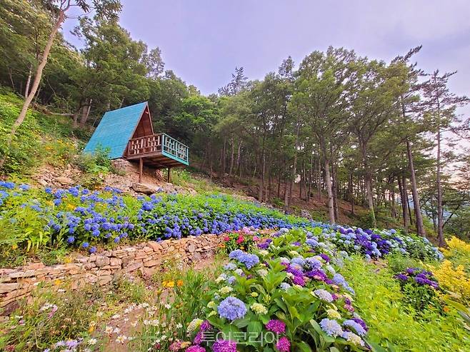 수국축제/사진-전남도