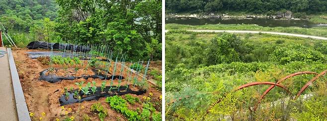 정동영 통일부 후보자가 농지를 텃밭으로 쓰고 있다고 공개한 사진(왼쪽 사진). 하지만 김기현 의원실 관계자가 가본 현장에는 수풀이 우거져 있었다고 한다. 김 의원실은 "정 후보자 측이 공개한 텃밭 사진은 농지가 아니라 다른 땅에 있었다"며 "거짓으로 해명한 것"이라고 했다. /김기현 의원실