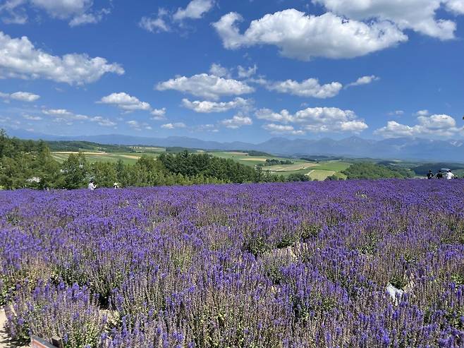 IMG_6182.jpeg 7월의 삿포로 풍경