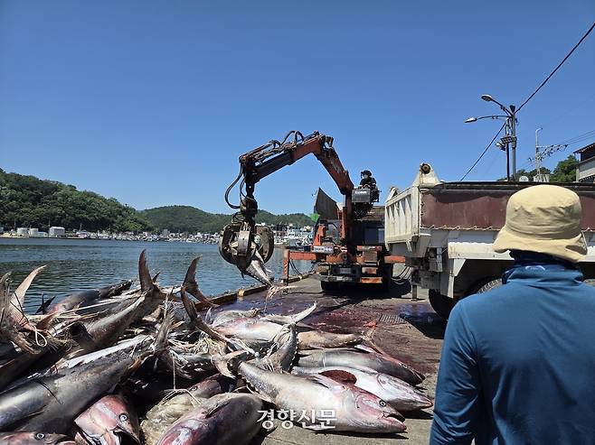 경북 영덕군 강구면 강구항에서 지난 9일 무게 130~150㎏에 달하는 참다랑어를 크레인을 이용해 덤프트럭으로 옮기고 있다. 김현수 기자