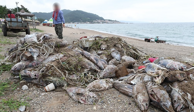 2022년 7월 경북 영덕군 남정면 장사리 해변에 죽은 참치가 쌓여 주민이 치우고 있다. 이 참치는 정치망 어선이 잡았다가 연간 어획량 한도가 차서 버린 것이다. 연합뉴스