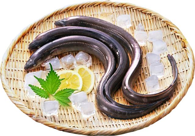 붕장어 / 사진 = 해양수산부