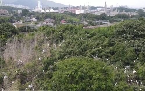 전남 나주의 한 대규모 아파트 단지에 나타난 백로 떼 [SBS]