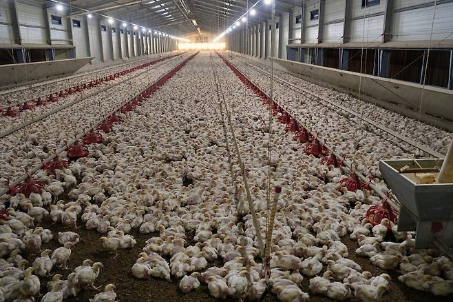 지난 10일 찾은 전북 익산시 ‘문기농장’. 체감온도가 41도까지 오른 불볕더위에도 내부는 시원했다. [롯데마트 제공]