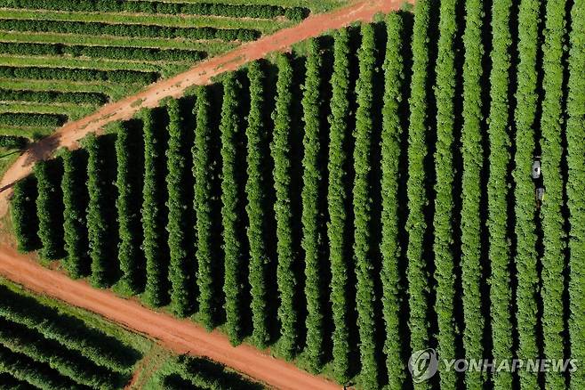 브라질 커피 농장 [로이터 연합뉴스 자료사진. 재판매 및 DB 금지]