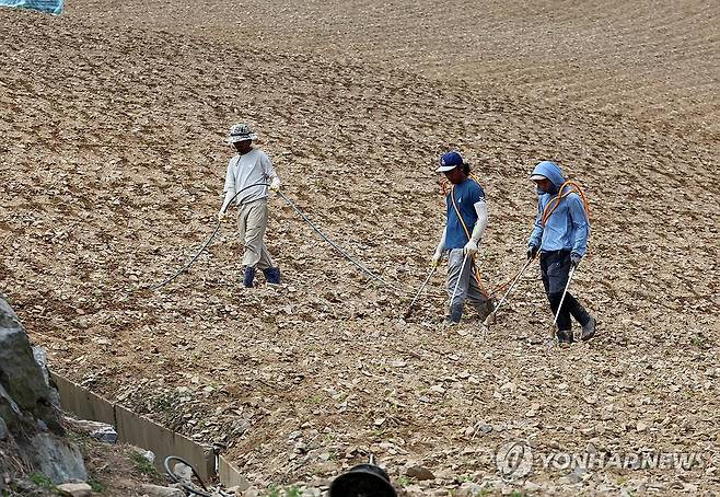 고랭지 배추밭에 물 주기 (강릉=연합뉴스) 유형재 기자 = 극심한 가뭄이 계속되는 가운데 11일 국내 최대의 고랭지 채소단지인 강원 강릉시 왕산면 안반데기에서 외국인 근로자들이 배추밭에 물을 주고 있다. 2025.7.11 yoo21@yna.co.kr