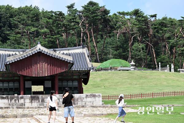 9일 오후 화성시 융건릉 소나무 숲이 지난 겨울 폭설과 최근 폭염 등으로 피해를 보고 있으나 복구작업이 지연되면서 노송 관리에 우려의 목소리가 커지고 있다. 사진은 화성시 융건릉에 지난 겨울 폭설로 부러진 소나무가 죽어가는 채 방치되고 있는 모습. 2025.7.9 /임열수기자 pplys@kyeongin.com