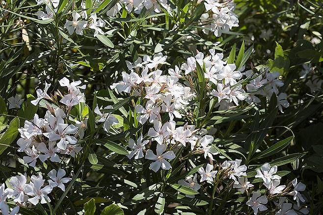 분홍색의 협죽도.ⓒ제주의소리