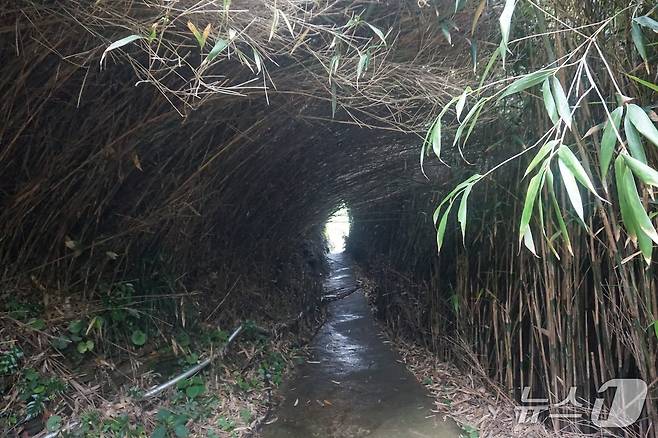마을 뒤 신우대 숲길.  2025.7.11/뉴스1 ⓒ News1 조영석 기자