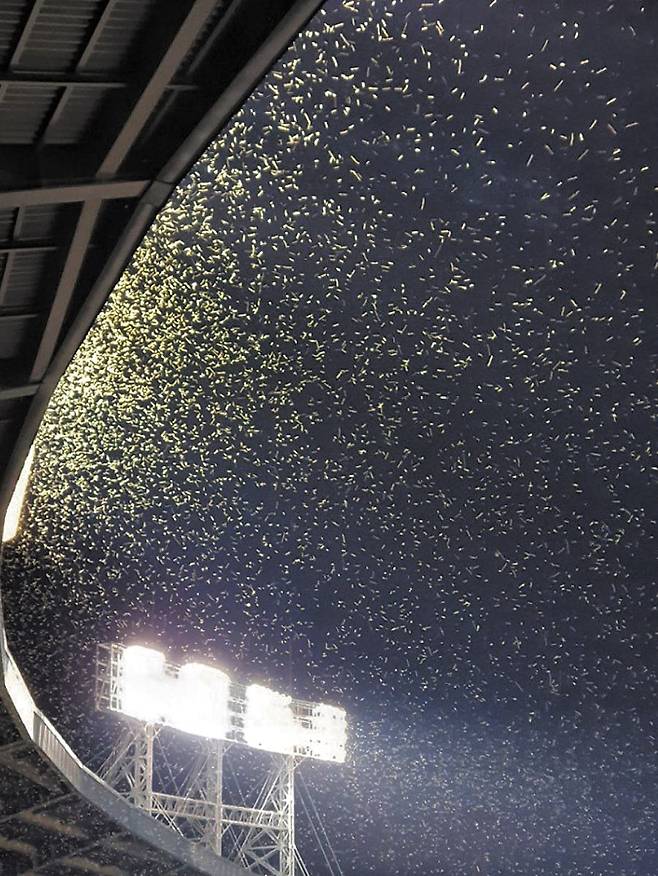 서울 잠실야구장 불빛을 보고 몰려든 동양하루살이 떼. /트위터