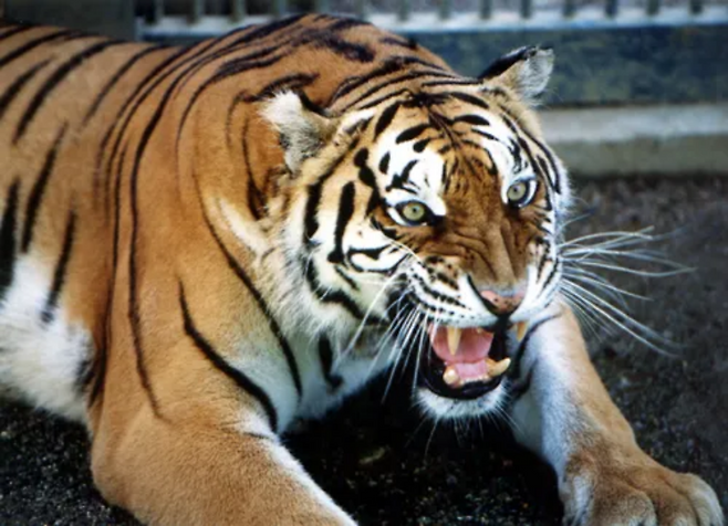 맹수중 고통이 가장 심한 동물