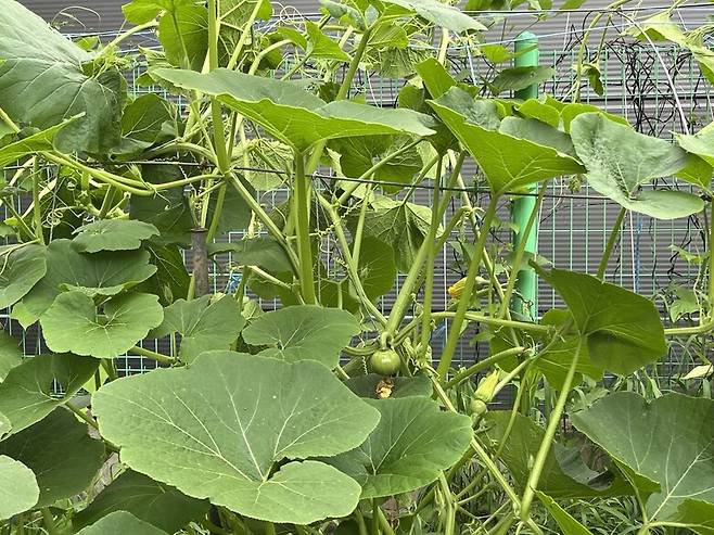 무서울 정도로 빨리 자라는 만차랑단호박이 열매를 맺었다.
