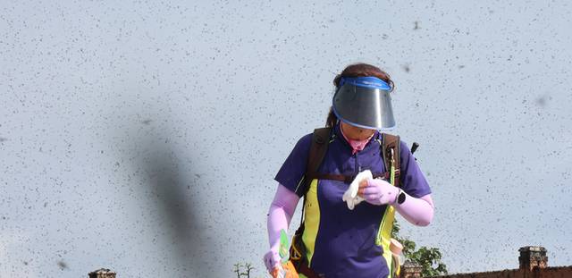 ▲ 지난달 30일 오전 인천 계양구 계양산 정상이 러브버그(붉은등우단털파리)들로 뒤덮여 등산객들이 불편을 겪고 있다. 연합뉴스