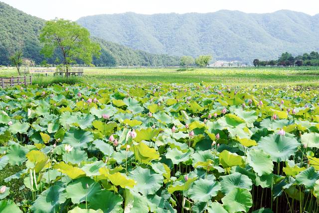 ▲ 12일 본격적인 여름 무더위가 기승을 부리는 속에서도 화천군 하남면 서오지리 연꽃마을의 연꽃들은 꽃망울을 한껏 터뜨리며 방문객을 맞고 있다.