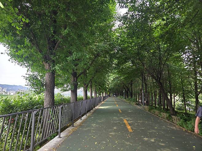 Songjeong Embankment Road near Jungnang Stream serves as a shaded reprieve during summer. [JIN EUN-SOO]