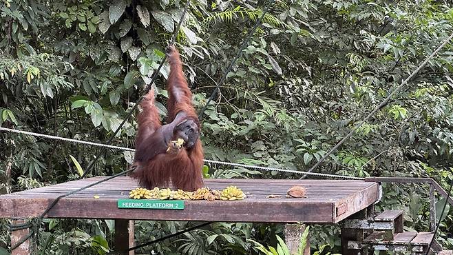 세멩고 야생센터에서 만난 오랑우탄 ‘에드윈’ / 사진=홍지연 여행+ 기자