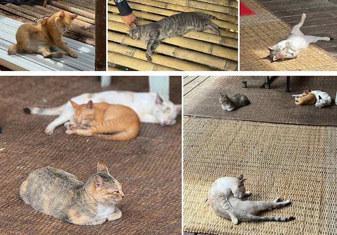 안나 라이즈 비다유 롱하우스에서 만난 고양이들 / 사진=홍지연 여행+ 기자