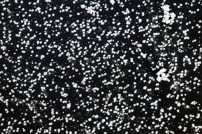 염전 바닥 위에 천일염 결정들이 맺혀 있다. 눈송이처럼 생긴 결정은 바닷물이 태양과 바람을 견디며 일곱 날 동안 빚어낸 작품이다.