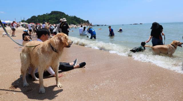 전국적으로 폭염이 이어지고 있는 5일 인천 중구 영종도 선녀바위해수욕장에서 열린 '인천 댕댕(반려견) 썸머비치'를 찾은 반려견과 보호자들이 더위를 식히고 있다. 연합뉴스