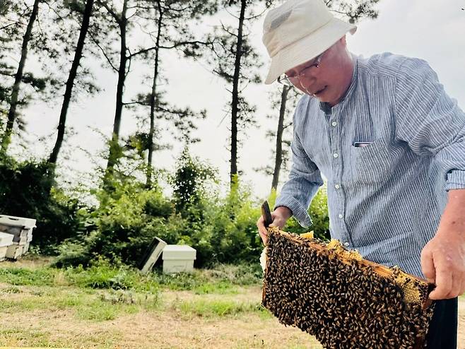김제 양봉농가 꿀벌 [촬영 김진방]
