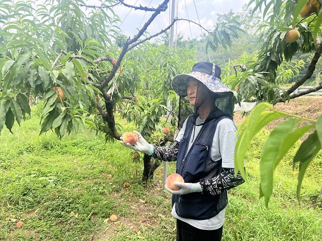 지난 11일 전남 화순 오성로에 위치한 복숭아농가. /박건우 기자