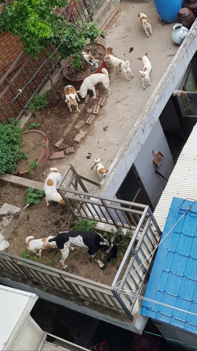 지난 8일 대구 동구 신암동 주택가 한 가정집 옥상에 개 여러 마리가 돌아다니고 있는 모습. 독자 제공