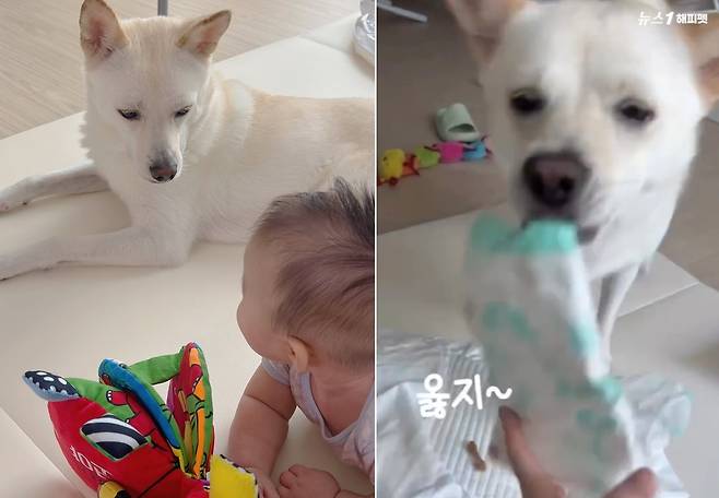 육아 도우미 반려견 '산타' (인스타그램 san.____.ta 제공) ⓒ 뉴스1