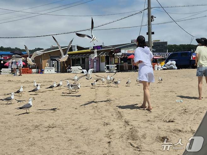 갈매기 떼를 향해 과자를 집어던지는 시민들(이시명기자/뉴스1)