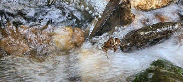 불어난 계곡물에서 사투를 벌이고 있는 어미 가재 모습