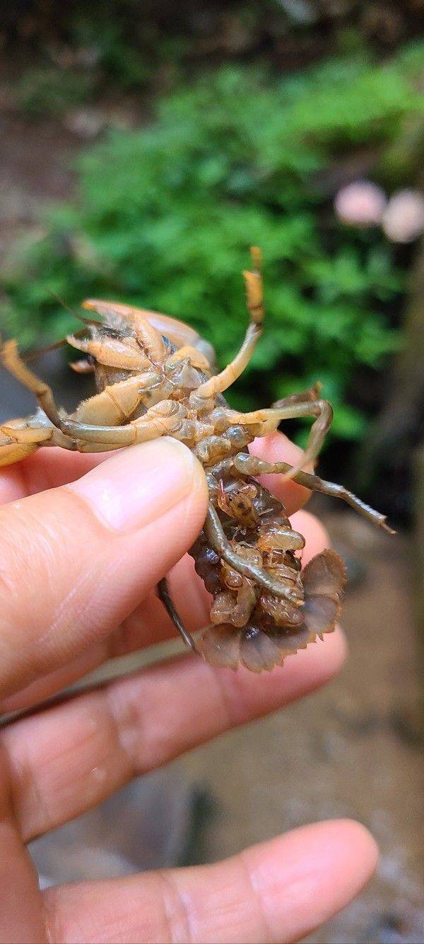 어미 가재가 8마리 새끼를 품고 있는 모습