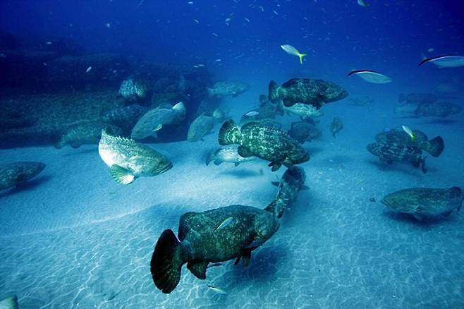 물고기가 물속에서 한자리에 떠 있는 호버링 자세를 유지하려면, 쉬고 있을 때보다 평균 두 배 가까운 에너지를 써야 한다. 겉보기엔 정지한 듯 보이지만, 실제로는 지느러미를 미세하게 조절하며 균형을 잡는 고된 활동이다. (사진=게티이미지)