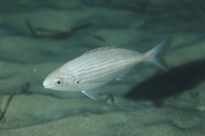 물고기가 물속에서 한자리에 떠 있는 호버링 자세를 유지하려면, 쉬고 있을 때보다 평균 두 배 가까운 에너지를 써야 한다. 겉보기엔 정지한 듯 보이지만, 실제로는 지느러미를 미세하게 조절하며 균형을 잡는 고된 활동이다. (사진=게티이미지)