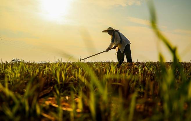 지난 7일 중국 산둥성 짜오좡시 산팅구에서 한 농부가 밀밭을 다듬고 있다.신화연합뉴스