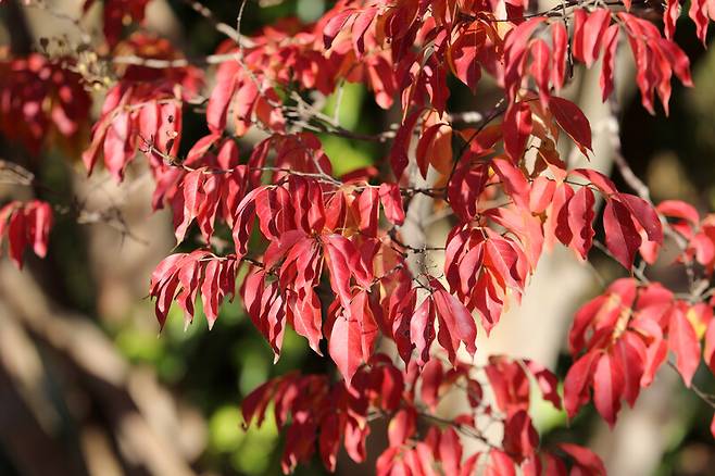 가을철 붉게 물든 배롱나무 잎. 천리포수목원 제공