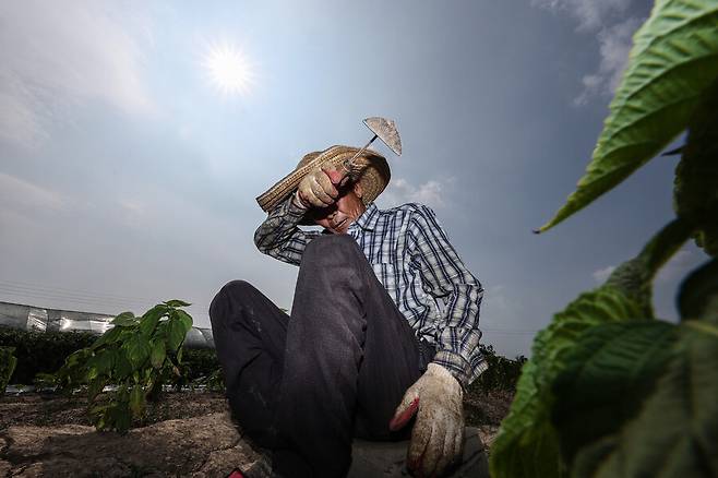 폭염이 계속된 8일 경북 고령군 다산면 한 밭에서 농민이 잡초 뽑는 작업을 하다 땀을 닦아내고 있다. 연합뉴스