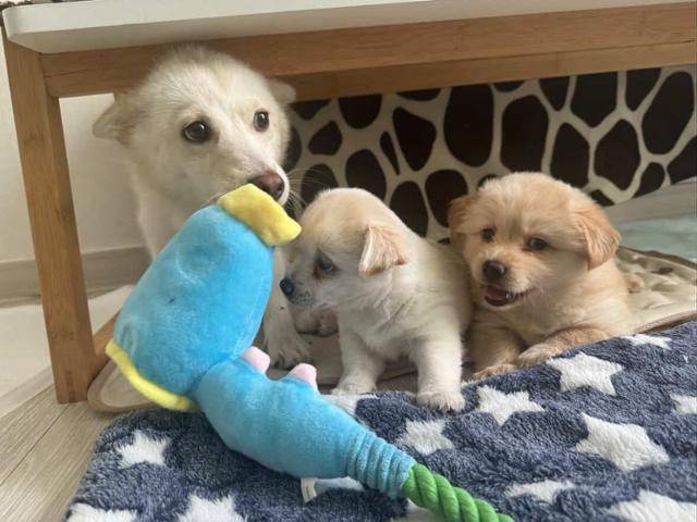 대구의 한 주차장에서 주민들의 돌봄을 받던 흰애기(왼쪽 첫 번째)와 흰애기가 낳은 강아지들이 가족을 기다리고 있다. 깐돌이앞집언니 장희정씨 제공