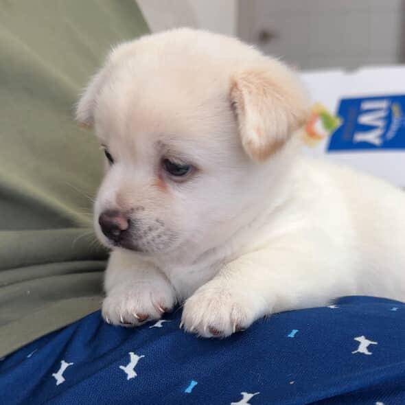 흰애기가 낳은 1개월령 흰색이. 장희정씨 제공