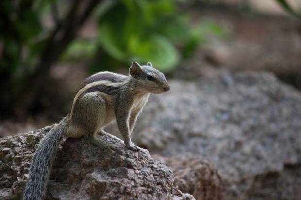 사진은 기사와 직접적 관련 없음. 설치류 마못. /사진=게티이미지뱅크