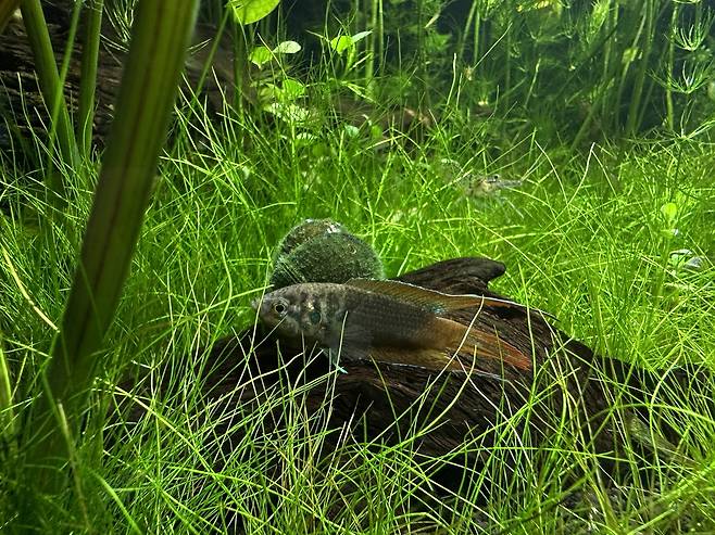 버들붕어[국립생태원 제공]