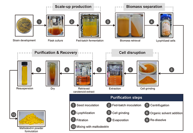 미생물 기반 루테인 대량생산 플랫폼 모식도.[KAIST 제공]