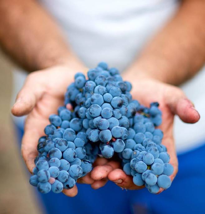 알리아니코. 홈페이지