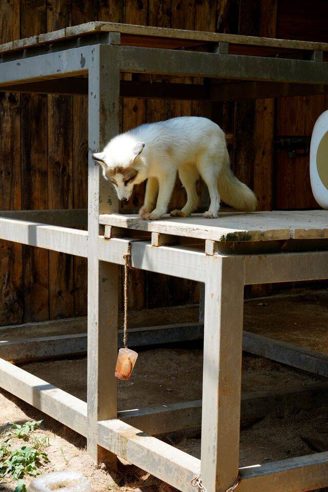 마블여우 여령이가 소의 피와 물을 함께 얼린 얼음을 바라보고 있다. 김지원 기자