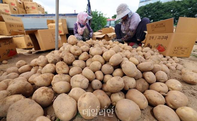 인천 남동구의 한 감자 농장에서 농부들이 수확한 감자를 선별하고 있다.ⓒ뉴시스