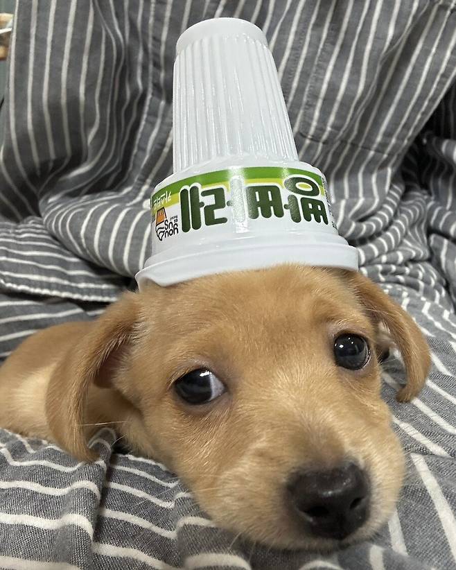 Internet_20250714_075854_4.jpeg 최근에 본 가장 기분 좋은 짤 보여줌 .jpg