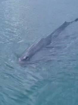 부산 기장군 대변항 안을 돌고 있는 향유고래. 울산해양경찰서 제공